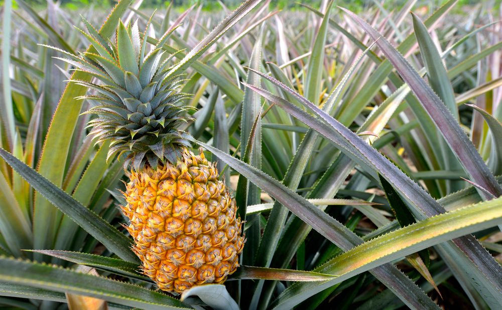 Will investors really bite on Pineapple's IPO?