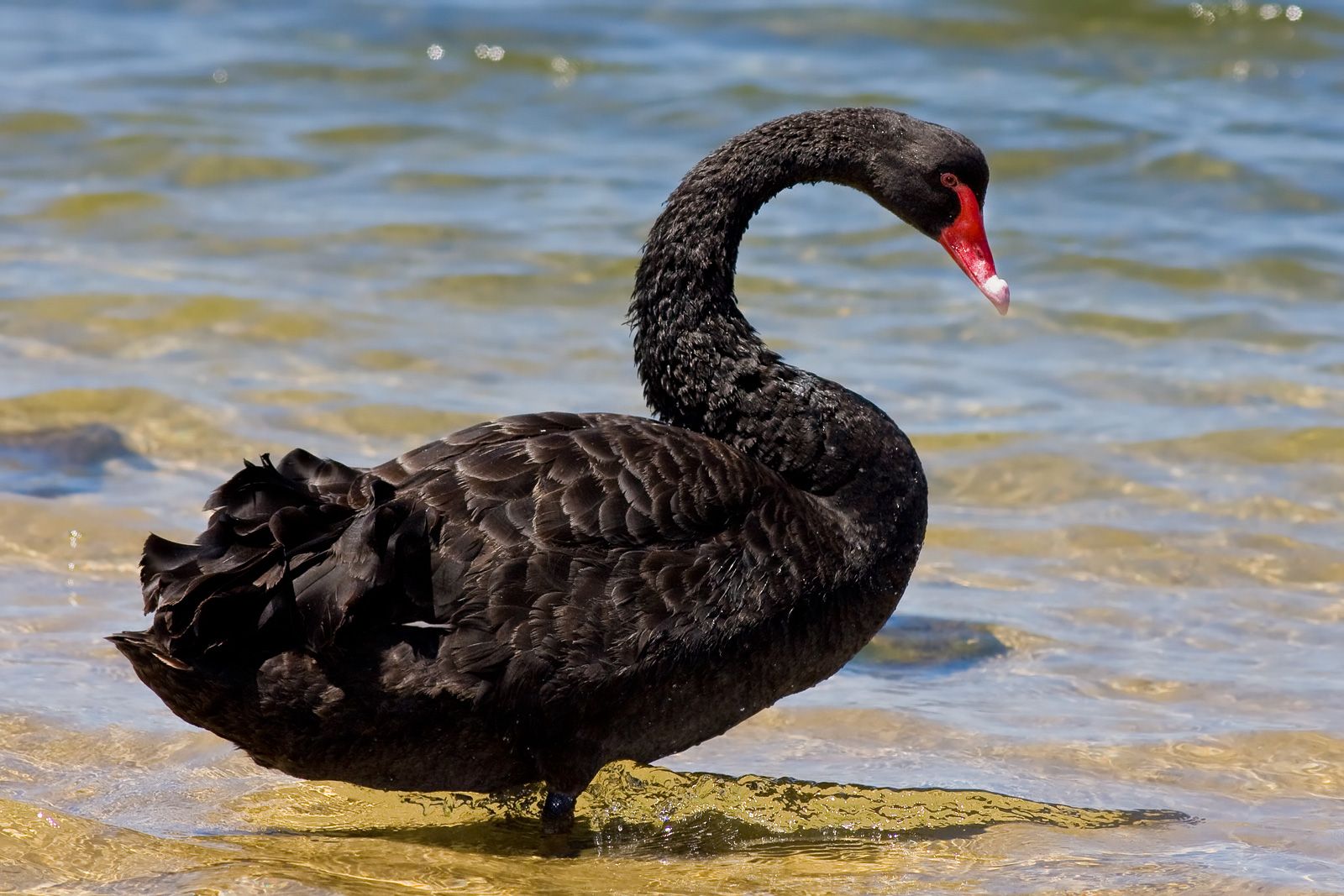Debt ceiling black swan